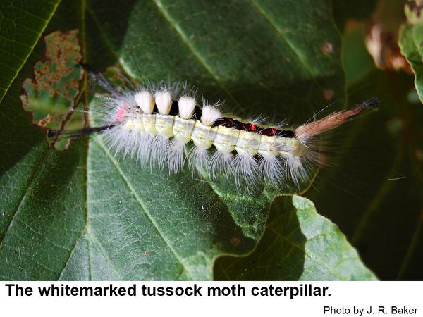 Whitemarked tussock moth caterpillar